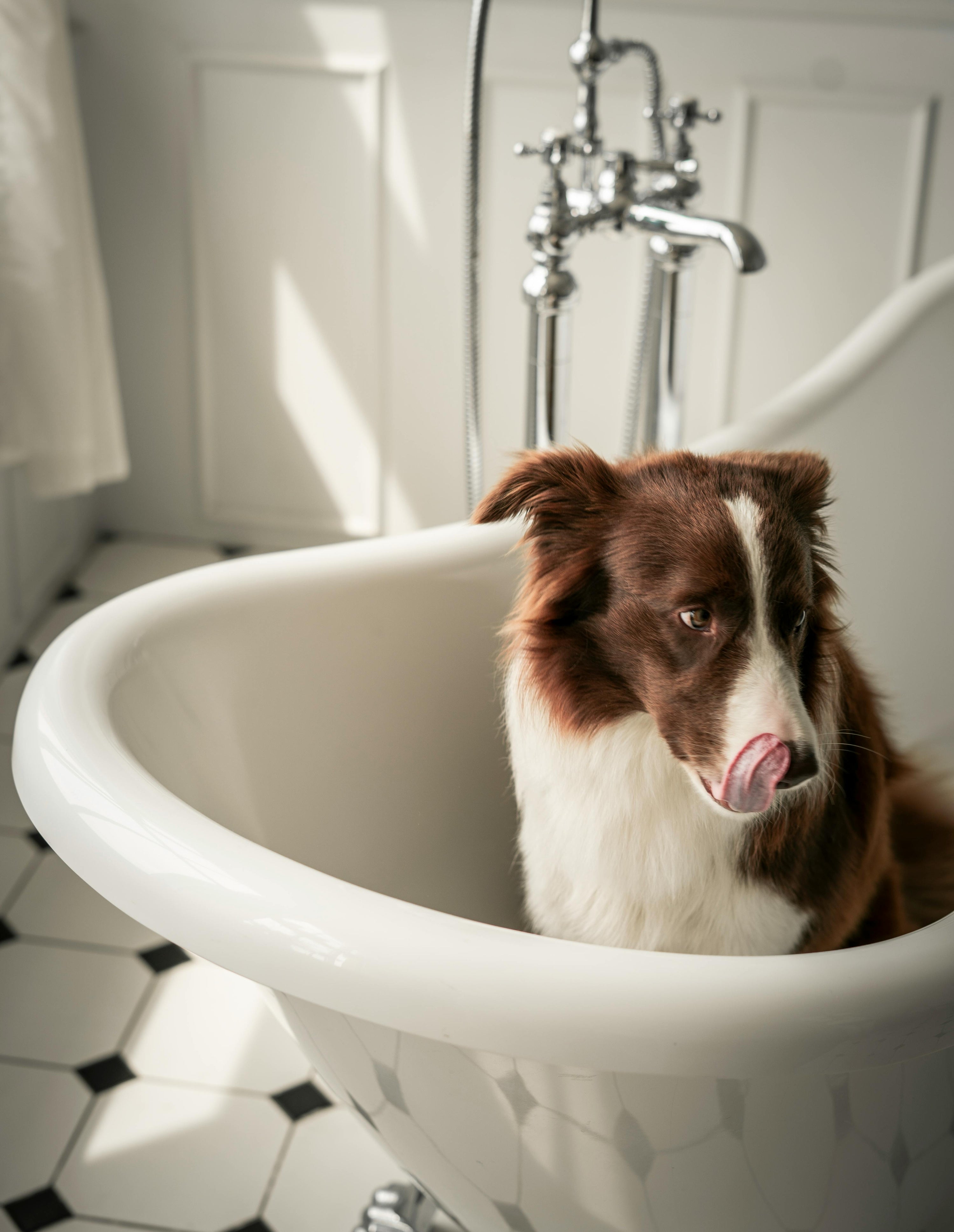 Tips on Soothing Your Itchy Pups: Dog Shampoo for Sensitive Skin