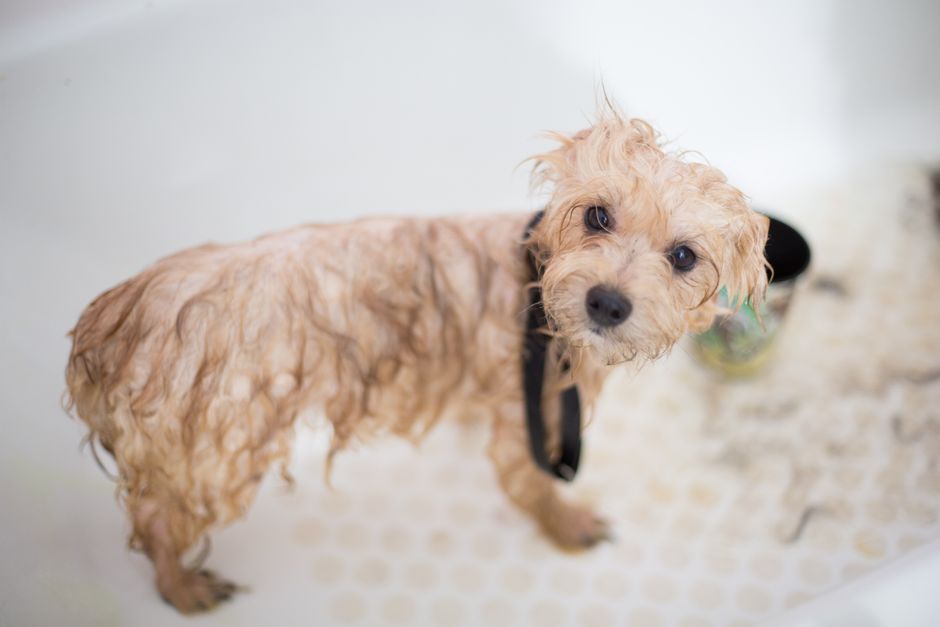 How to Wash Your Dog at Home Without Skin Irritation