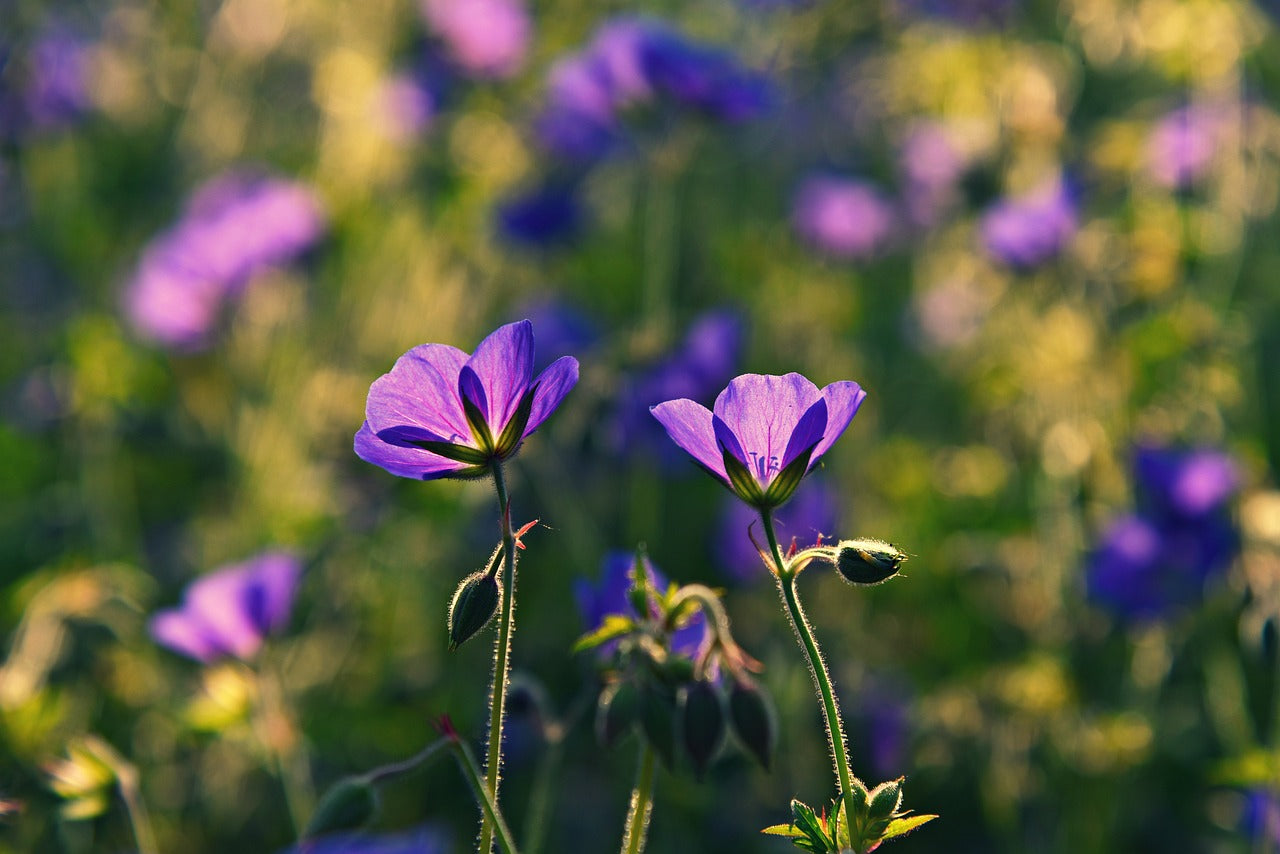 Geranium